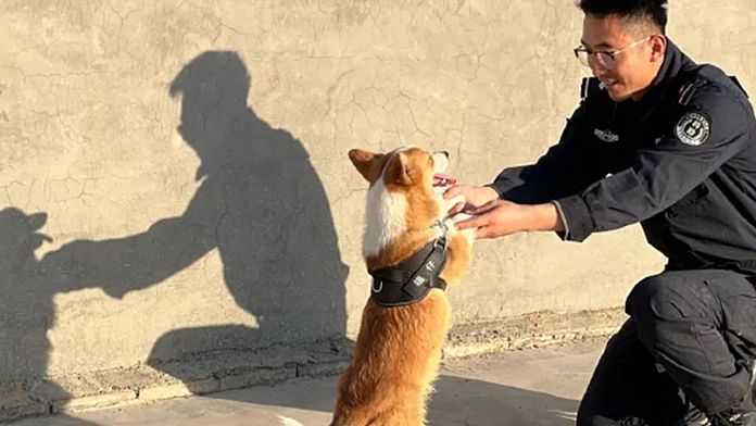 China’s first Corgi police dog causes stir after snatching sausage from child