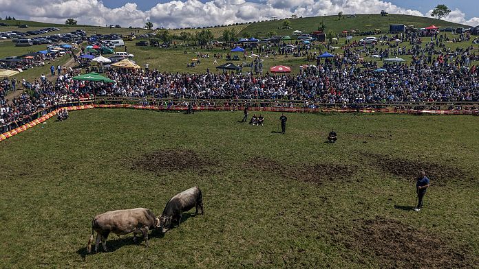 Bosnian girl breaks tradition by training fighting bull for historic tournaments