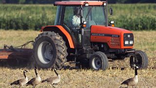 Geese walk along side a tractor disking a harvested oat field.