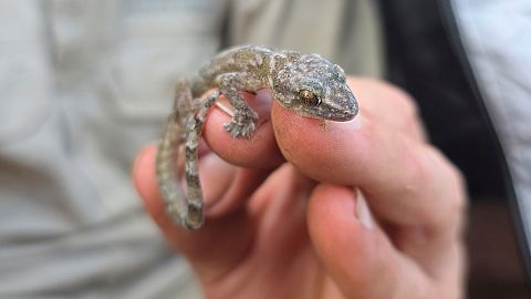 Researcher Darren Pietersen holds a Blyde Rondavel Flat Gecko.