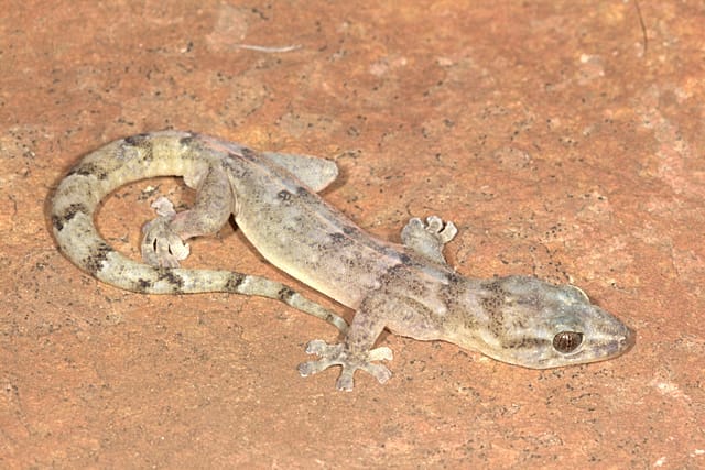 'Lost' gecko species thought to be extinct rediscovered in South Africa ...
