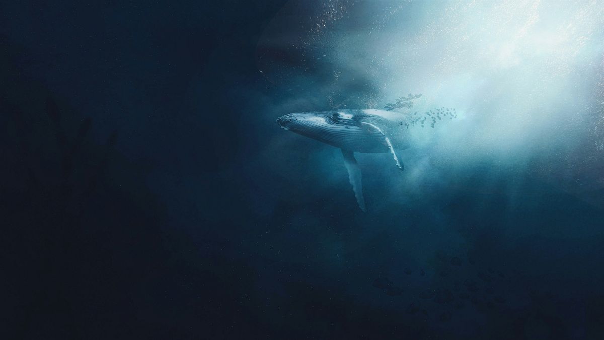 Hearing whale songs can inspire tourists to help protect oceans