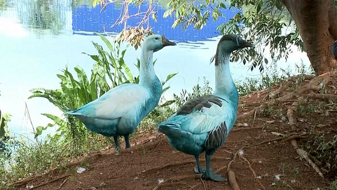 Chemical spill in Brazil park dyes geese, kills fish