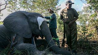 Zimbabwe Parks and Wildlife Management Authority and the International Fund for Animal Welfare officers stand around a collared elephant.