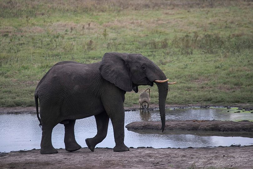 An elephant walks in the Hwange National Park, Zimbabwe.