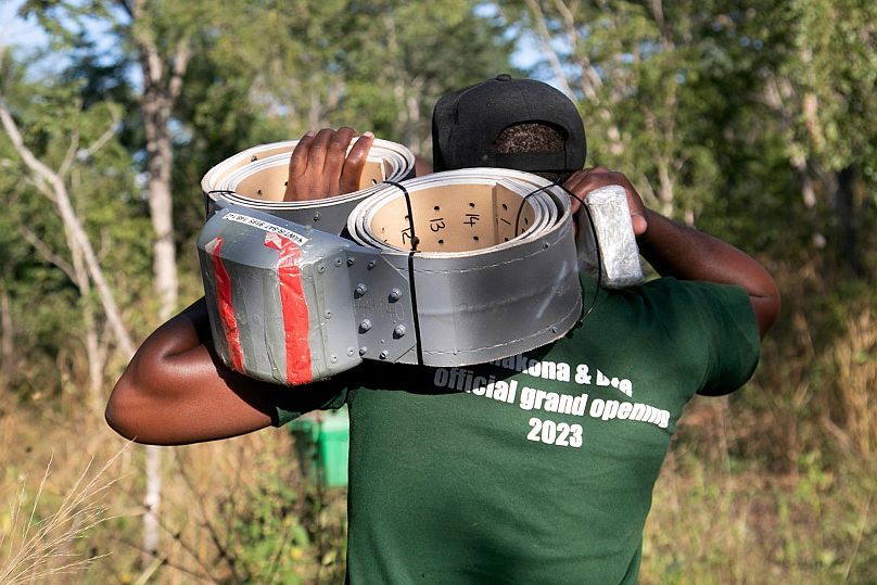 Zimbabwe Parks and Wildlife Management Authority officer carries a collar to be used to track an elephant.