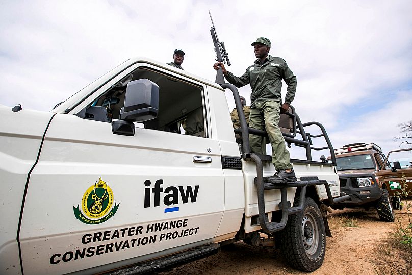 A Zimbabwe Parks and Wildlife Management Authority ranger carries a dart gun for elephants in the Hwange National Park.