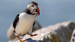 FILE PHOTO - An Atlantic puffin brings a beak full of baitfish to feed its chick in a burrow under rocks on Eastern Egg Rock, a small island off the coast of Maine on 05.08.25