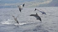 Dolphins in Madeira Whale Heritage Area.