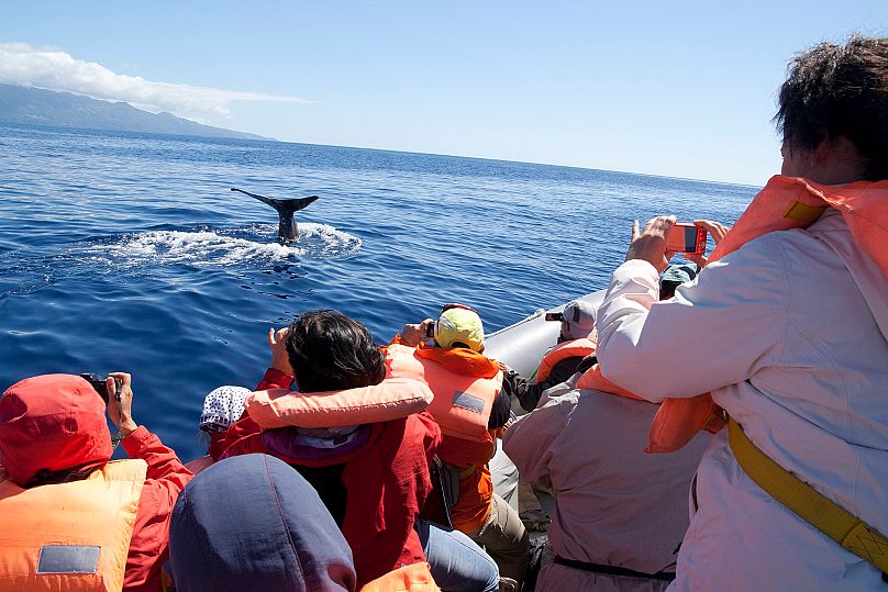 Whale watching in the Azores Whale Heritage Area