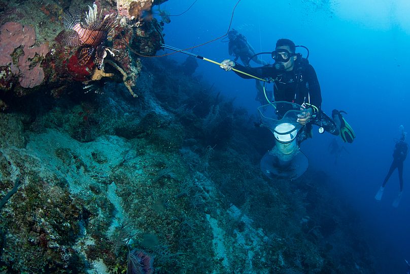 Diving to remove invasive lionfish on the Belize Barrier Reef.
