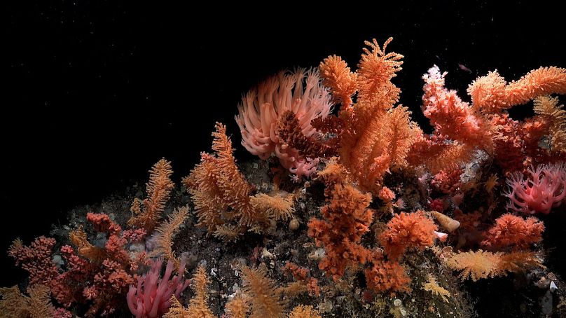 Un gruppo di coralli, documentato sul Humpback Seamount