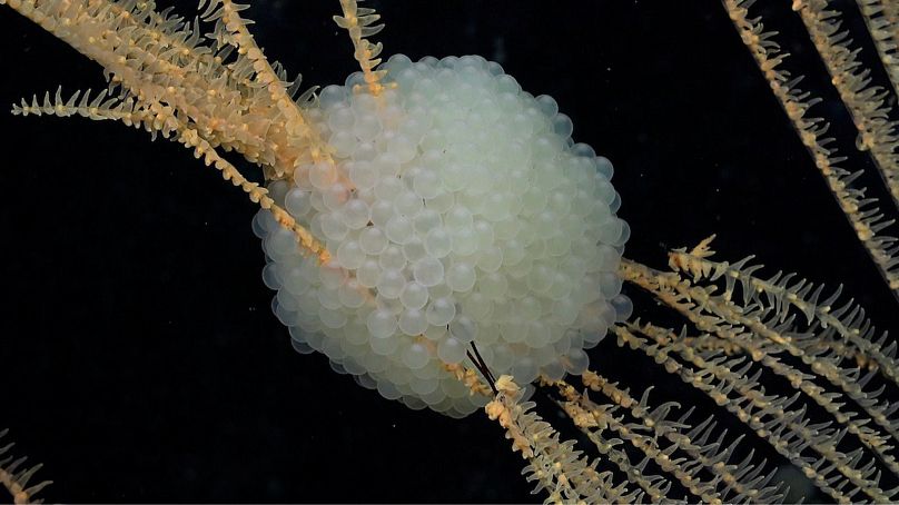 Durante l'esplorazione delle montagne sottomarine e della South Sandwich Trench, i ricercatori hanno scoperto che queste uova di pesce serpente deposte su un corallo