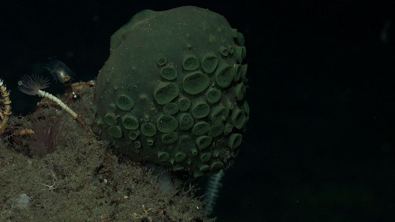 Il team scientifico ha osservato questa spugna verde in acque profonde 974 metri sul lato nord-est della Caldera Quest