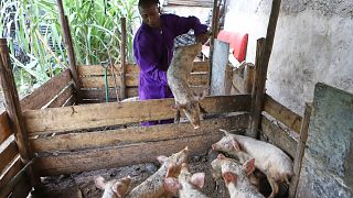 They once lived the 'gangster life.' Now they tackle food insecurity in Kenya's slums