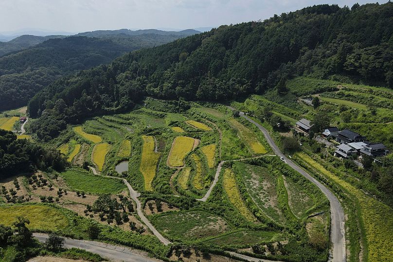 An aerial view of rice terraces in Kamimomi village in Okayama prefecture, 6 September, 2024