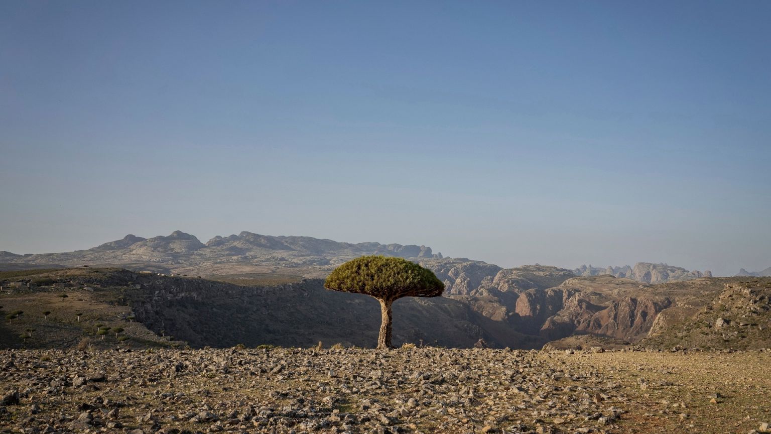 A dragon blood's tree sits above a canyon on the Yemeni island of Socotra.