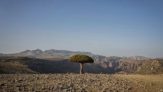 A dragon blood's tree sits above a canyon on the Yemeni island of Socotra.
