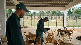 Maroc : des mesures pour améliorer la gestion des chiens errants