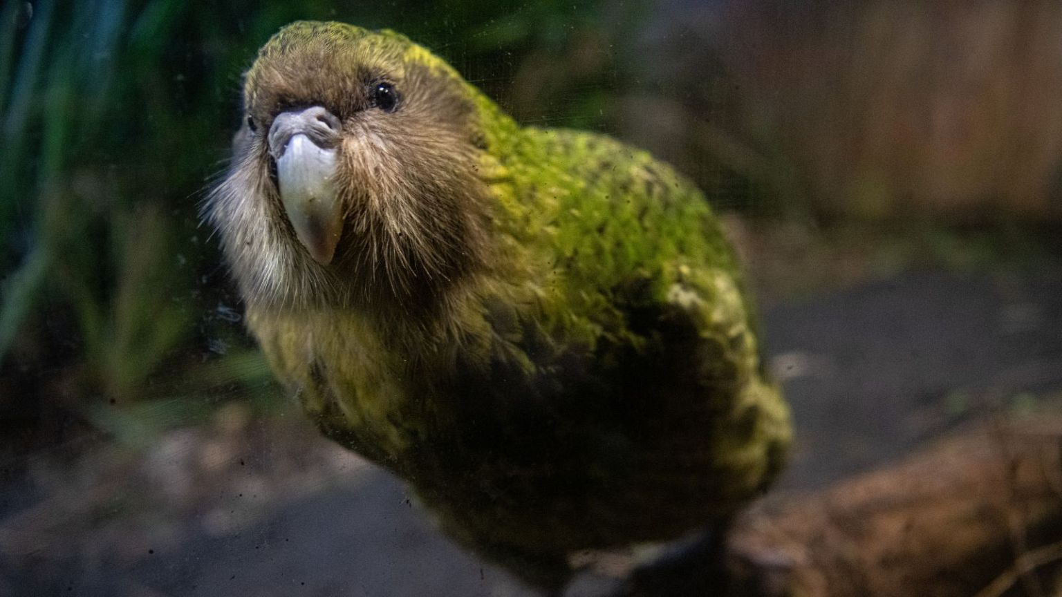 Scientists are helping to prevent the kākāpō bird going way of the dodo with artificial insemination.