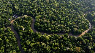 View of the forest cut by the Combu creek near the city of Belem, 6 August, 2023