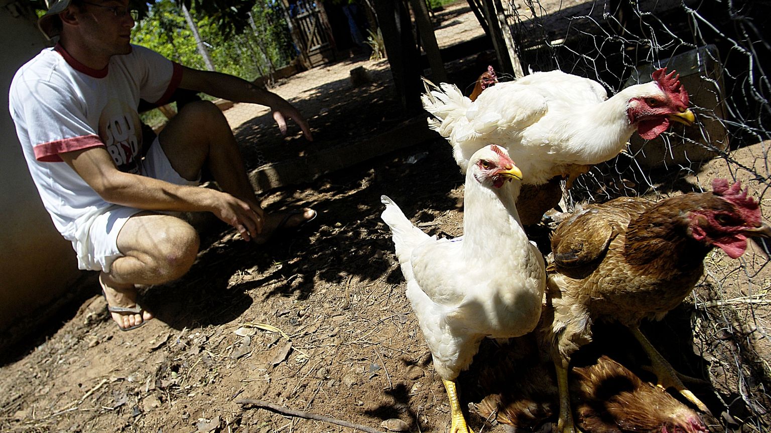 Brazil is the world's largest poultry exporter supplying to major international markets. Brazil is the world's largest poultry exporter supplying to major international markets.