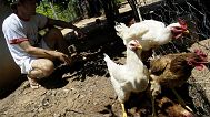 Brazil is the world's largest poultry exporter supplying to major international markets.