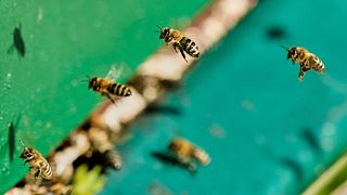 Journée mondiale des abeilles : inquiétante menace sur ces insectes