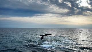 A pair of North Atlantic right whales interact at the surface of Cape Cod Bay.