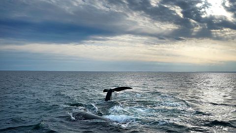 A pair of North Atlantic right whales interact at the surface of Cape Cod Bay.