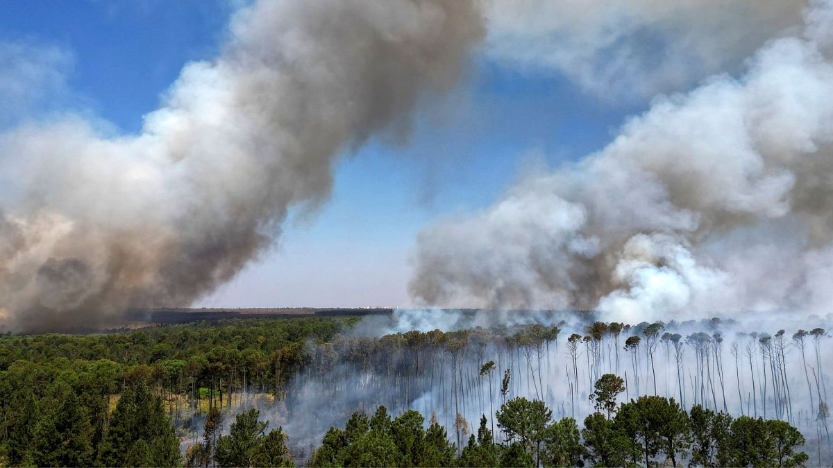 World forest loss last year ‘unlike anything we’ve seen’, data shows