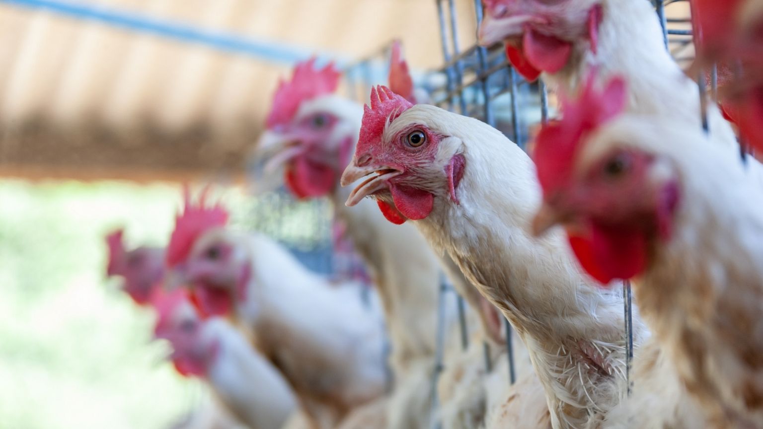 Public risks remain low but experts in Europe are closely monitoring the spread of bird flu in other animals in the US.