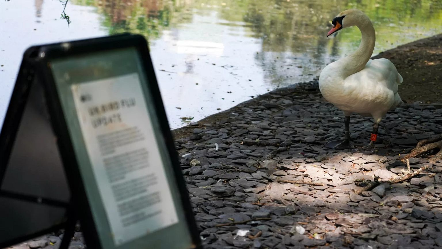 A swan stands next to a bird flu sign in St James's Park, in London, Friday, May 2, 2025. A swan stands next to a bird flu sign in St James's Park, in London, Friday, May 2, 2025.