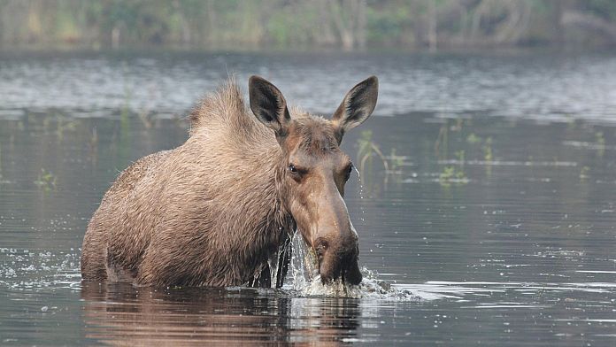 Moose makes surprise visit to Vilnius city centre