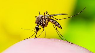 West Nile virus is now considered widespread in Europe due to rising temperatures.