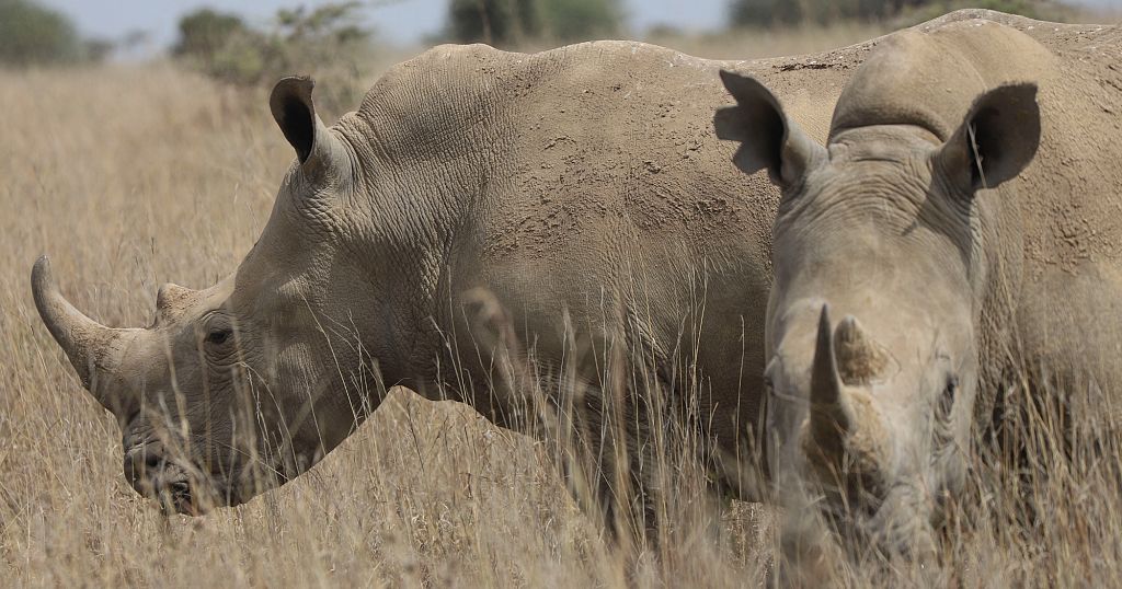 Kenya’s rhinos get their ears notched for tracking and protection Kenya’s rhinos get their ears notched for tracking and protection