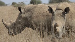 Kenya : les rhinocéros '' marqués'' pour les surveiller à vie