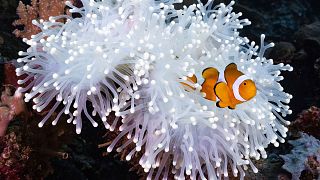 In this photo provided by Morgan Bennett-Smith, a clownfish is shown next to an anemone in Kimbe Bay, off the coast of Papa New Guinea. 