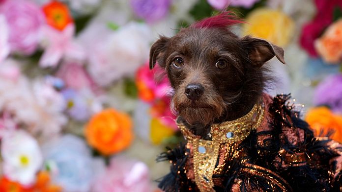 Pups pose in style at New York’s Met-inspired Pet Gala