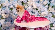 Dogs get spiffy for the annual Pet Gala