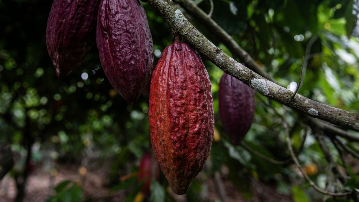 Cocoa, coffee and wheat: The EU food imports threatened by biodiversity and climate crises