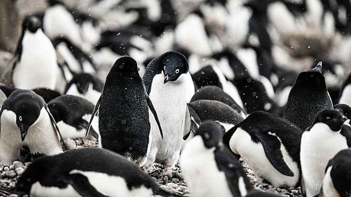 Araştırma: Penguen dışkısı gezegenin soğumasına yardımcı olan bulutlar oluşturuyor
