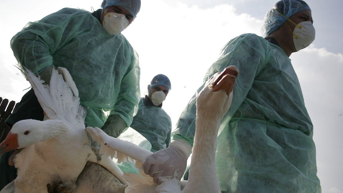 Bird flu cases spreading faster and with greater impacts - report