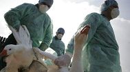 Romanian health workers carry domestic birds before gassing them in the eastern village of Ceamurlia de Jos, Romania.