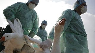 Romanian health workers carry domestic birds before gassing them in the eastern village of Ceamurlia de Jos, Romania.