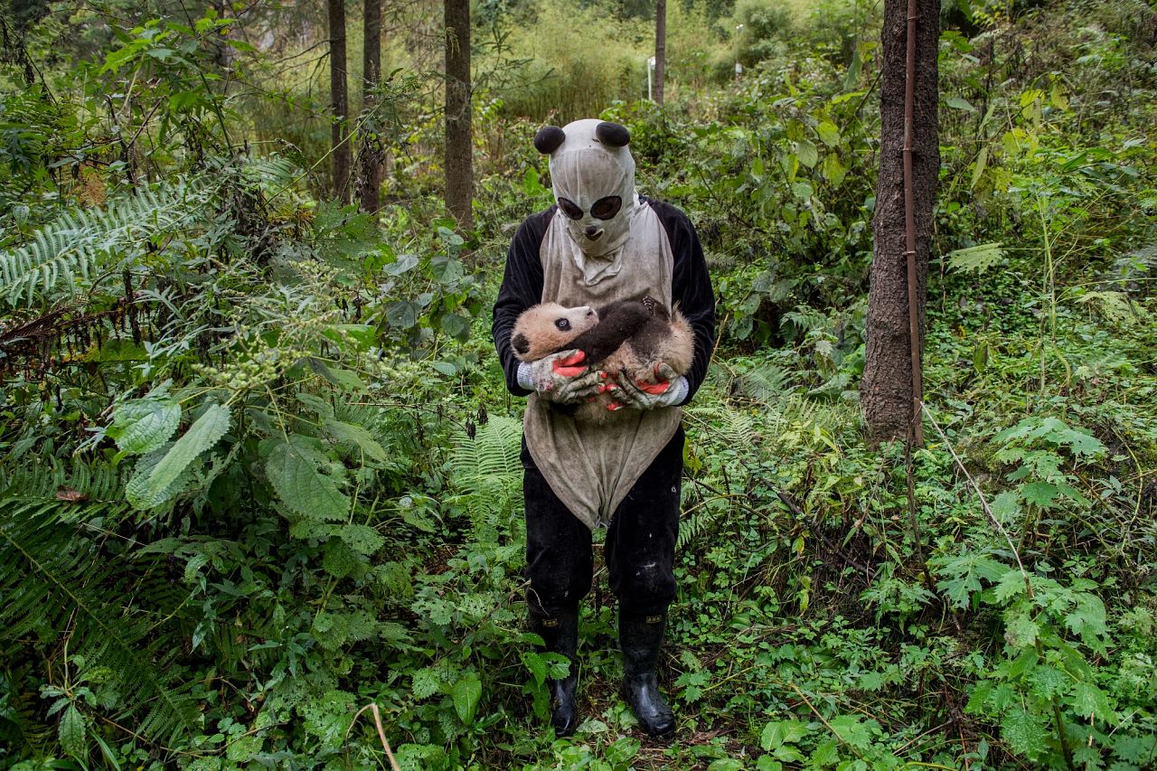 ‘Pandamonium’ at Wolong’s Hetaoping centre.