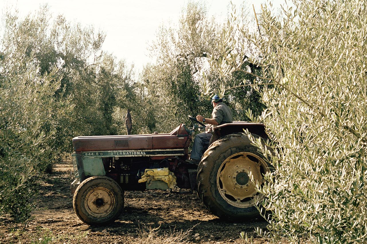 A tractor collecting olives.