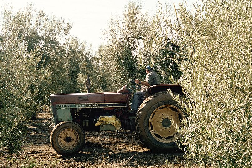Ein landwirt in Spanien bei der Olivenernte.