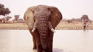 Sénégal : de l'espoir dans la lutte pour la protection des éléphants