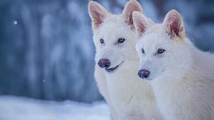 Çok konuşulan biyoteknoloji firması eleştirileri kabul etti: 'Hayvanlarımız gri kurt'